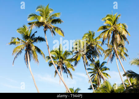 Tropical scenery view on beach in Polynesia with coconut palm trees, perfect white sand, in foreground, ocean with turquoise water and deep blue sky w Stock Photo