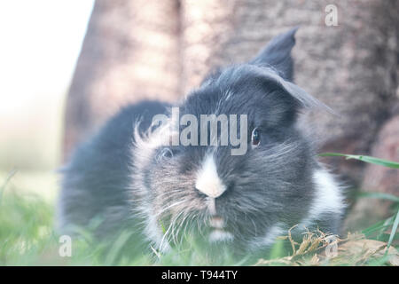 Black and white lionhead rabbit rest on a grass Stock Photo
