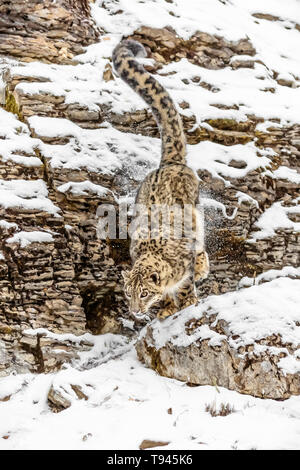 The snow leopard is a large cat from the mountain ranges of Central and South Asia in the alpine zones at elevations of 10,000 to 15,000 feet. Stock Photo