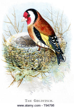 Goldfinch (Carduelis carduelis) at the nest, vintage illustration published in 1898 Stock Photo