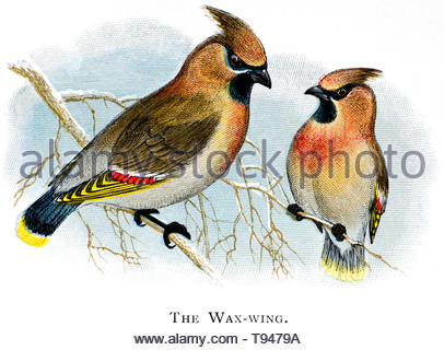 Waxwing (Bombycilla garrulus) perched in a tree, vintage illustration published in 1898 Stock Photo