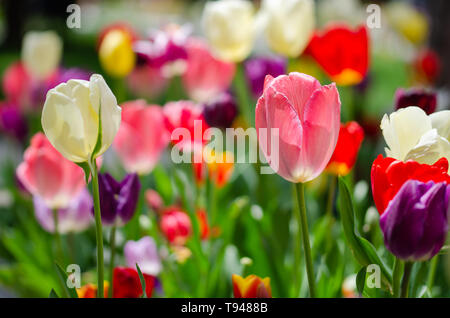 Tulip flowers field, selective focus in spring.. Spring nature background for web banner and card design Stock Photo