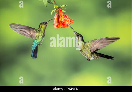 fiery-throated hummingbird two birds in flight, feeding on nectar of flower, Costa Rica Stock Photo