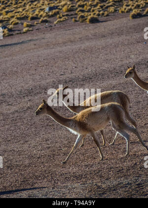 Vicunas in the high Altiplano of the Andes, San Pedro de Atacama in Chile Stock Photo