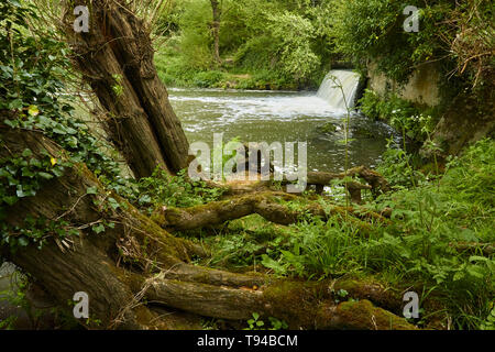 River Medway waterfall and Sussex countryside path during early spring, England, United Kingdom, Europe Stock Photo