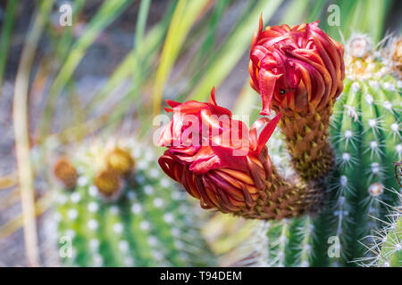 Close up of red flowers of a hedgehog (Echinopsis) cactus blooming in a garden in California Stock Photo