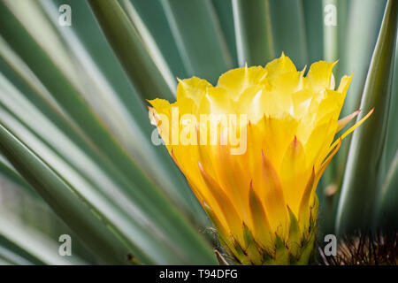 Close up of the yellow flower of a hedgehog (Echinopsis) cactus blooming in a garden in California; green background Stock Photo