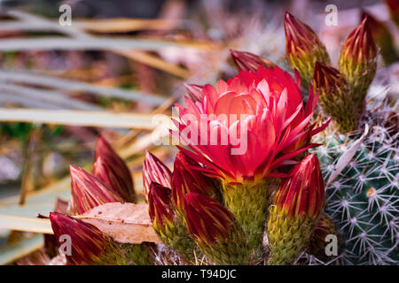 Close up of red flowers of a hedgehog (Echinopsis) cactus blooming in a garden in California Stock Photo