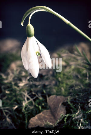 White snowdrop flower among last year's moss and fallen leaves. Presented on a dark background. Stock Photo