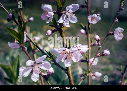 In the garden on peach branches there are many beautiful white and pink flowers. Stock Photo