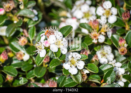 Bearberry cotoneaster (Cotoneaster dammeri) shrub, native to central and southern China, and naturalized in Europe Stock Photo