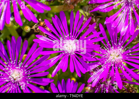 Close up of Trailing Iceplant (Delosperma cooperi), California Stock Photo