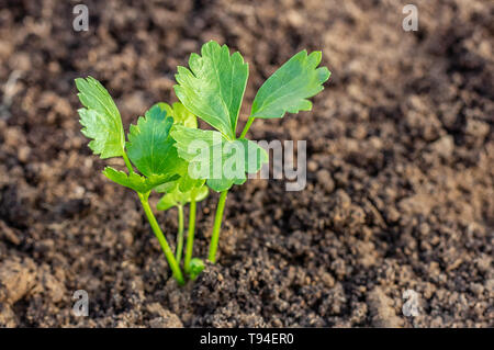 Young leaves of celery in the garden. Plant Seedlings. Close up. young seedlings of celery Stock Photo