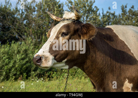 Portrait of a white-brown cow on a green meadow with flies on the nose Stock Photo