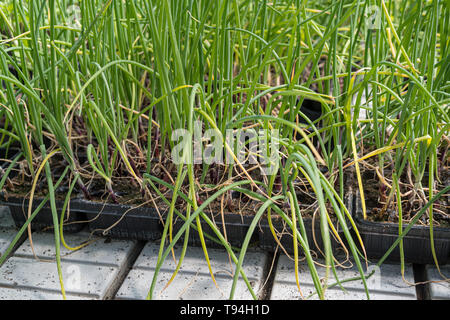 Young onion cultivation in seed trays Stock Photo