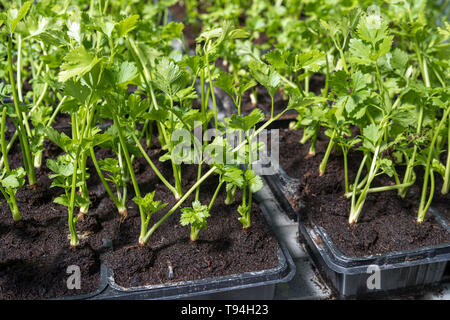 Commercial parsley seedlings in trays Stock Photo