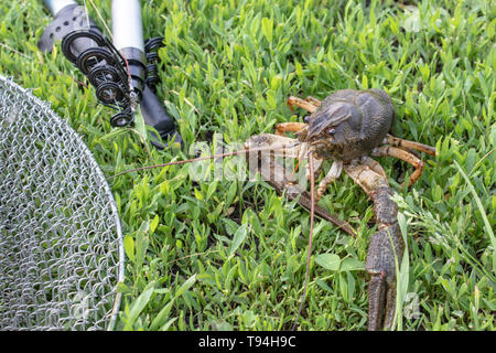 Fresh Live Cancer Crawls on the Fishing Net Near the Fishing Rod