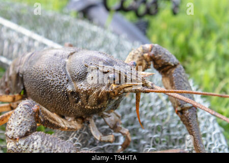 Fresh Live Cancer Crawls on the Fishing Net Near the Fishing Rod