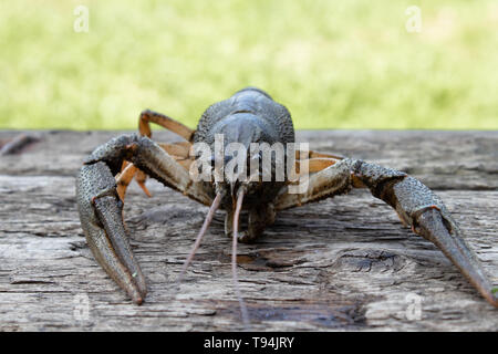 Live cancer crawls on old boards in the fresh air close up. Stock Photo
