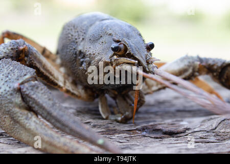 Fresh live cancer sits on wooden boards in nature close up Stock Photo
