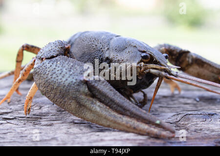 Fresh live cancer sits on wooden boards in nature close up Stock Photo