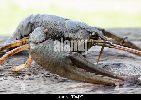 Live cancer crawls on old boards in the fresh air close up. Stock Photo