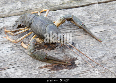 Fresh live cancer sits on wooden boards in nature close up Stock Photo