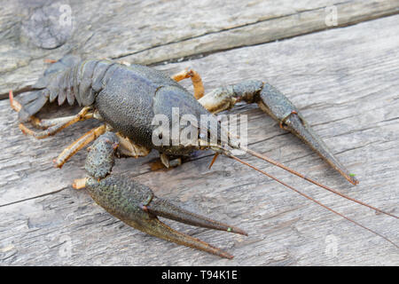 Live cancer crawls on old boards in the fresh air close up. Stock Photo