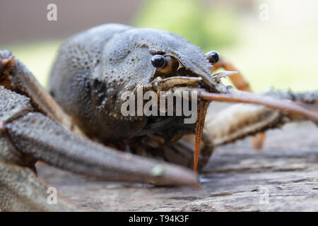Fresh live cancer sits on wooden boards in nature close up Stock Photo