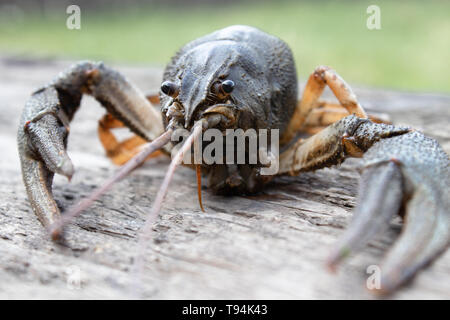 Fresh live cancer sits on wooden boards in nature close up Stock Photo