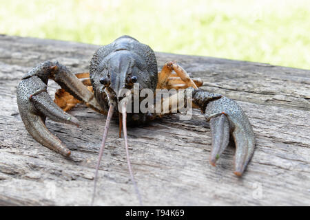 Live cancer crawls on old boards in the fresh air close up. Stock Photo