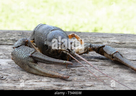 Live cancer crawls on old boards in the fresh air close up. Stock Photo