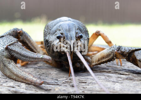 Fresh live cancer sits on wooden boards in nature close up Stock Photo
