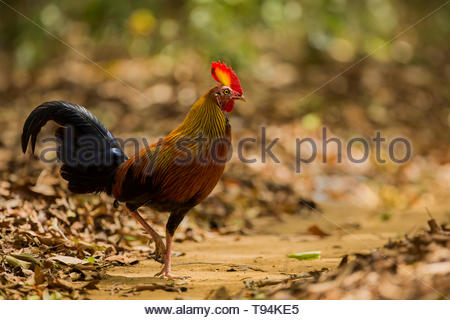 The Junglefowl, The National Bird Of Sri Lanka, Yala National Park ...