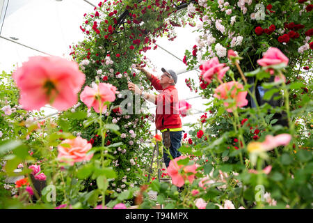 A man prunes roses during preparations for the RHS Chelsea Flower Show at the Royal Hospital Chelsea, London. Stock Photo