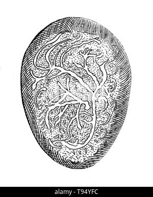 Engraving of an embryo. 'The nerves derived from the back and dispersed through the whole'. From 'Speculum matricis hybernicum, or, The Irish midwives handmaid catechistically composed' by James Wolveridge, M.D. Published: 1671. Stock Photo