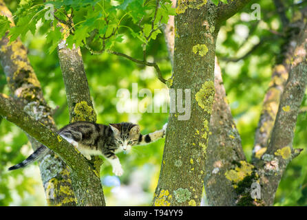 little cat in the tree Stock Photo