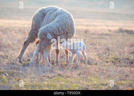 Sheep  with new born lambs drinking milk from their mother. Stock Photo