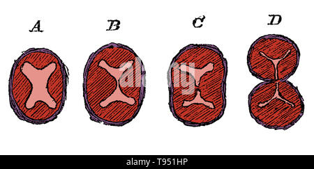Diagram showing the division of the lower part of the bulbus aorta, aorta, and the formation of the semilunar valves. A, undivided truncus arteriosus with four endocardial cushions; B, advance of the two lateral cushions resulting in the division of the lumen; C, projection of three endocardial cushions in each part; D, the separation into aorta and pulmonary trunks completed. Stock Photo