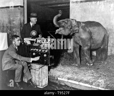 Entitled: 'Circus broadcasted by radio for first time' shows Dolly, a two year old elephant, rehearsing her 'song' before the microphone in Madison Square Garden for the broadcasting of the Big Circus (Ringling Brothers, Barnum & Bailey) to be sent out by WJZ; a man watches the elephant as a radio engineer operates the radio controls. Photographed by Underwood & Underwood, 1925. Stock Photo