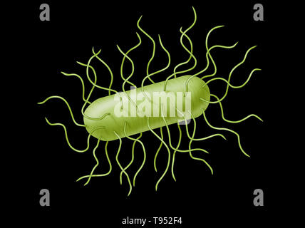 E. coli bacteria. Escherichia coli is a gram-negative, facultatively anaerobic, rod-shaped, coliform bacterium of the genus Escherichia that is commonly found in the lower intestine of warm-blooded organisms (endotherms). Most E. coli strains are harmless, but some serotypes can cause serious food poisoning in their hosts, and are occasionally responsible for product recalls due to food contamination. Stock Photo