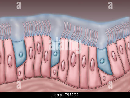 Medical illustration depicting cilia and mucus. The rhythmic back and forth movement of the cilia move mucus and trapped particles, such as bacteria and viruses, out of the sinuses. Stock Photo