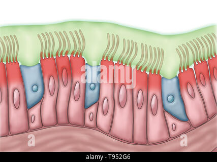 Medical illustration depicting cilia and mucus. The rhythmic back and forth movement of the cilia move mucus and trapped particles, such as bacteria and viruses, out of the sinuses. Stock Photo