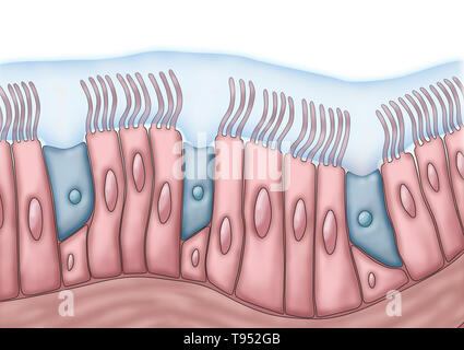 Medical illustration depicting cilia and mucus. The rhythmic back and forth movement of the cilia move mucus and trapped particles, such as bacteria and viruses, out of the sinuses. Stock Photo