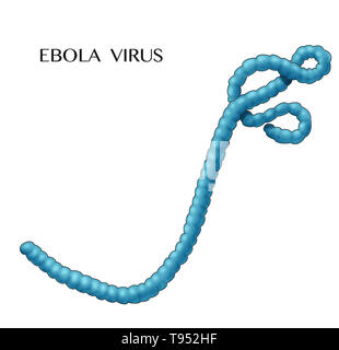 Illustration of the Ebola virus. Ebola causes a severe and often fatal hemorrhagic fever in humans and other mammals, known as Ebola virus disease.