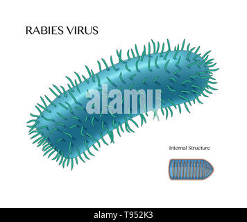 Illustration the rabies virus, with the internal structure shown in the lower right hand corner. Rabies virus is a neurotropic virus that causes rabies in humans and animals. The rabies virus has a cylindrical morphology and is the type species of the Lyssavirus genus of the Rhabdoviridae family.