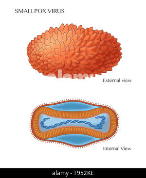 Labeled illustration of the smallpox virus, showing an external view (top) and the internal structure (bottom). Stock Photo