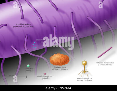 Illustration showing the relative sizes of an E. coli bacterium (top, purple) and several different viruses. Stock Photo