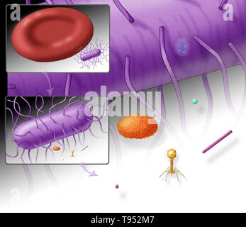 Illustration showing the relative sizes of an E. coli bacterium (top, purple) and several different viruses. Includes an inset showing the relative size of E. coli to a red blood cell. Stock Photo