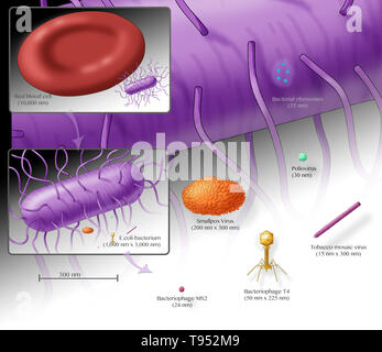 Illustration showing the relative sizes of an E. coli bacterium (top, purple) and several different viruses. Includes an inset showing the relative size of E. coli to a red blood cell. Stock Photo